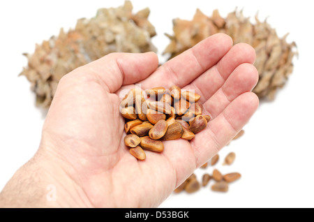 Coni e dadi di cedro siberiano pino in mano. (Pinus sibirica) Foto Stock