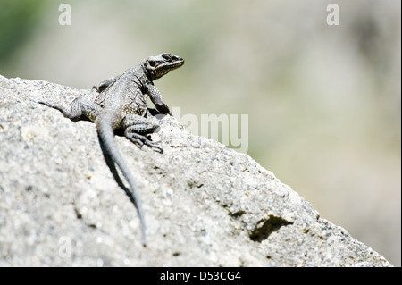 Big lizard su pietra closeup Foto Stock