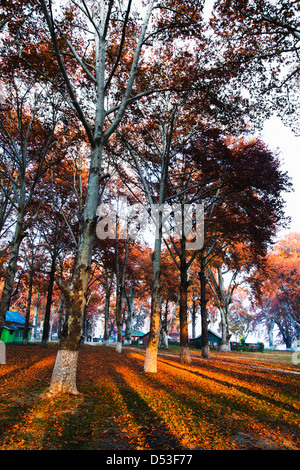 Alberi in un giardino, Naseem Bagh, Srinagar, Jammu e Kashmir India Foto Stock