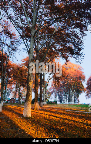 Alberi in un giardino, Naseem Bagh, Srinagar, Jammu e Kashmir India Foto Stock