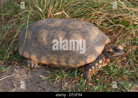 Giallo-footed Chelonoides tartaruga (Geochelone denticulata). Adulto. Qui in Guyana, ma trovato ampiamente in Sud America settentrionale, Foto Stock