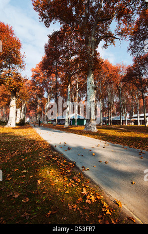 Alberi in un giardino, Naseem Bagh, Srinagar, Jammu e Kashmir India Foto Stock