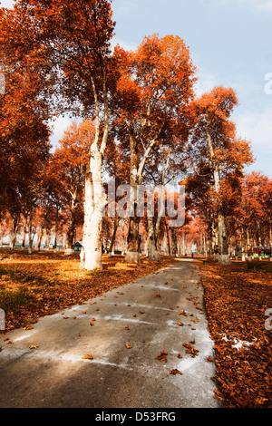 Alberi in un giardino, Naseem Bagh, Srinagar, Jammu e Kashmir India Foto Stock