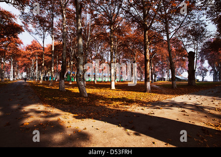 Alberi in un giardino, Naseem Bagh, Srinagar, Jammu e Kashmir India Foto Stock