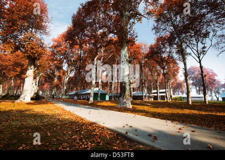 Alberi in un giardino, Naseem Bagh, Srinagar, Jammu e Kashmir India Foto Stock