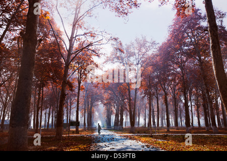 Alberi in un giardino, Naseem Bagh, Srinagar, Jammu e Kashmir India Foto Stock