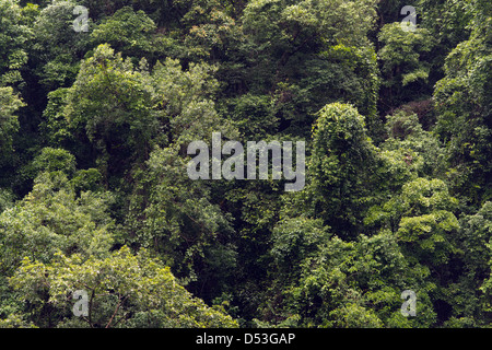 Barron Gorge foresta pluviale, Cairns, Queensland, Australia Foto Stock