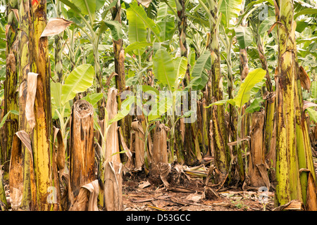 Piantagione di banane nei pressi di Mareeba Aeroporto, estremo Nord Queensland, Australia Foto Stock