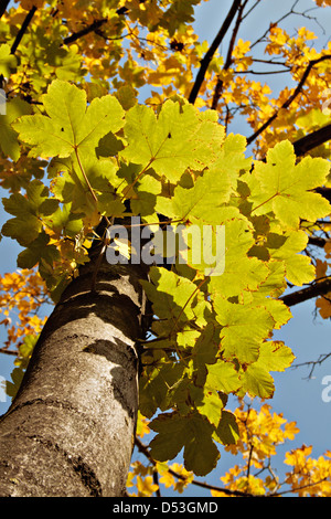 Foglie di acero Foto Stock