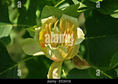 Tulip tree (Liriodendron Tulipifera) Foto Stock