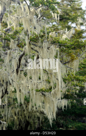 I licheni festone un faggio australe (specie Nothofagus) tree sulla costa atlantica dell'Argentina vicino a Ushuaia. Foto Stock