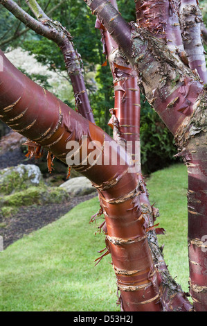 Paperbark Maple (Acer griseum) close-up di tronco in giardino design by Bahaa Seedhom North Yorkshire Inghilterra possono Foto Stock