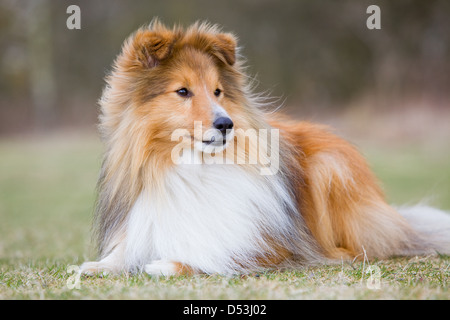 Un Shetland Sheepdog anche sapere come Sheltie o miniaturizzati Collie, fotografata al di fuori nella campagna inglese. Foto Stock