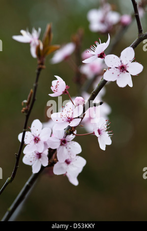 PRUNUS CERASIFERA NIGRA close-up di fiori Foto Stock