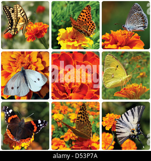Collage con farfalle seduto su tagete Foto Stock