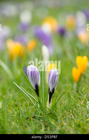 Crocus fiori che crescono in un giardino inglese Foto Stock