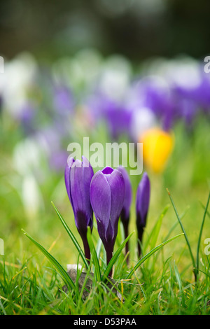 Crocus fiori che crescono in un giardino inglese Foto Stock