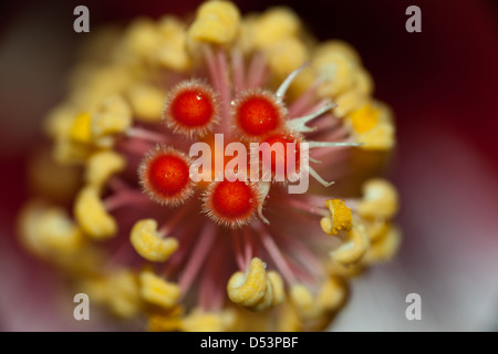 Dettagli all'interno di un ibisco fiore nel giardino di Cielito Sur, nei pressi di Cerro Punta, Chiriqui provincia, Repubblica di Panama. Foto Stock