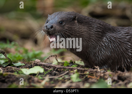 Un maschio selvatico Lontra europea (Lutra lutra), Norfolk, Inghilterra Foto Stock