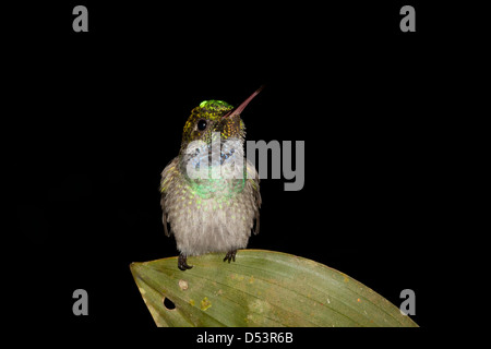 Fauna selvatica di Panama con colibrì di colore blu, Amazilia amablis, a Burbayar, provincia di Panama, Repubblica di Panama, America Centrale. Foto Stock