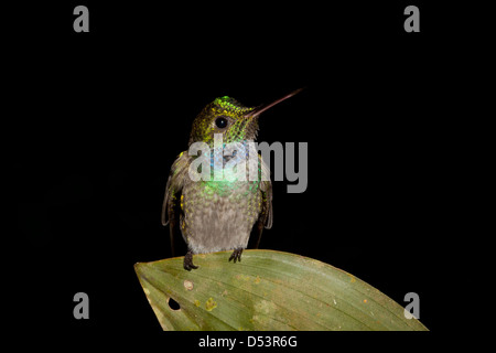 Fauna selvatica di Panama con colibrì di colore blu, Amazilia amablis, a Burbayar, provincia di Panama, Repubblica di Panama, America Centrale. Foto Stock