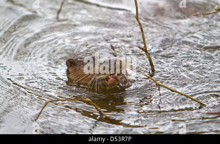 Una lontra durante il giorno sulla riva del fiume a Thetford in Norfolk Foto Stock