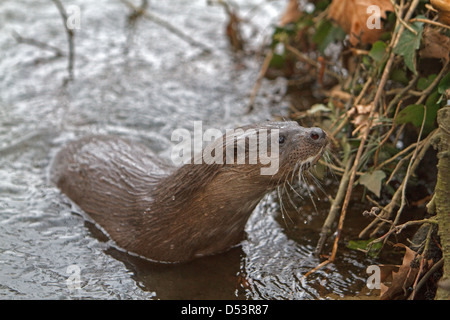 Una lontra durante il giorno sulla riva del fiume a Thetford in Norfolk Foto Stock