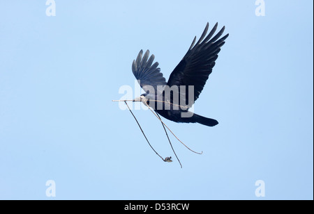 Rook, Corvus frugilegus, singolo uccello in volo con nest stick, Warwickshire, Marzo 2013 Foto Stock