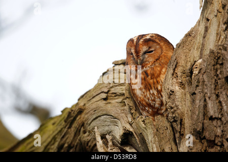 Allocco Strix aluco, singolo uccello sono ' appollaiati in vecchio albero, Warwickshire, Marzo 2013 Foto Stock