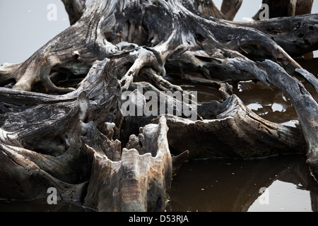 Formazioni di radice nella foresta di mangrovie a Punta Chame sulla costa del Pacifico, provincia di Panama, Repubblica di Panama. Foto Stock