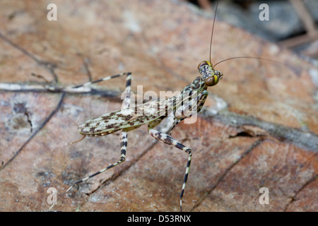 Mantis insetto nella foresta pluviale di Altos de Campana national park, provincia di Panama, Repubblica di Panama. Foto Stock