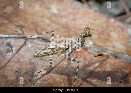 Mantis insetto nella foresta pluviale di Altos de Campana national park, provincia di Panama, Repubblica di Panama. Foto Stock