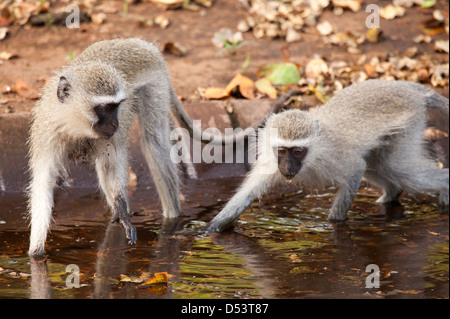 Due vervet monkey Chlorocebus pygerythrus giocando in un sudafricano delle acque meteoriche canalone Foto Stock