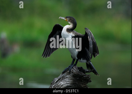 Petto bianco cormorano Phalacrocorax lucidus in piedi su un vecchio moncone morto ali distese asciugando fuori dopo un tuffo Foto Stock