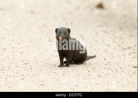 Nana comune mongoose Helogale parvula seduto su una spiaggia sabbiosa letto asciutto del fiume guardando la telecamera Foto Stock