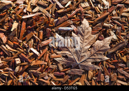 Un essiccato Maple Leaf posa su un letto di trucioli di legno. Foto Stock