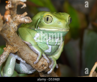 Scimmia cerosa foglia (rana Phyllomedusa sauvagii ritratto). Foto Stock