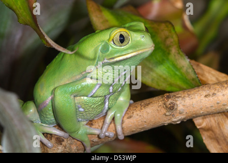 Scimmia cerosa foglia (rana Phyllomedusa sauvagii ritratto). Foto Stock