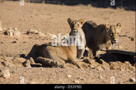 I Lions al waterhole Foto Stock