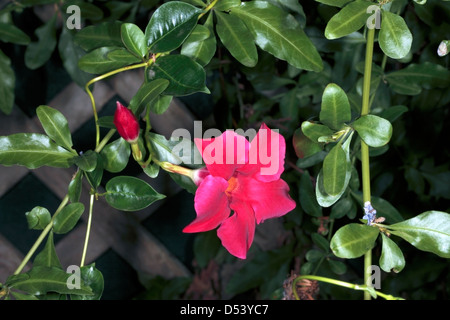 Brasiliano di fiori di gelsomino- Mandevilla sanderi, Dipladenia sanderi, dipladenia Mandevilla- Famiglia Apocynaceae Foto Stock