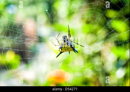 Hasselt ragno spinoso su ragnatela con sfondo bokeh di fondo Foto Stock