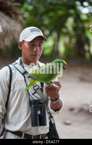 Giallo-incoronato Amazon Parrot Amazona o. ochrocephala Pet bird. Foto Stock