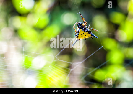 Hasselt ragno spinoso su ragnatela con sfondo bokeh di fondo Foto Stock