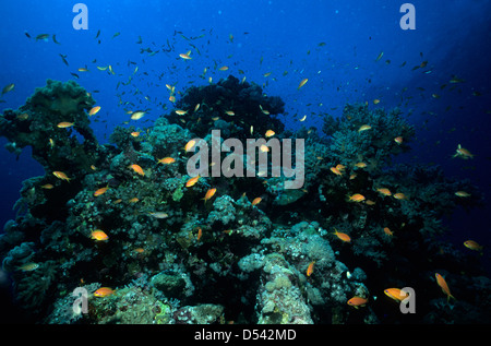 Gli Stati del Golfo, Arabia Saudita, subacquea in Mar rosso, oro pesci e coralli, Jeddah. Foto Stock