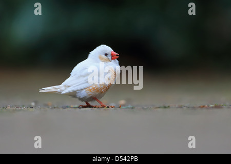 Zebra Finch (Taeniopygia guttata precedentemente Poephila guttata) Foto Stock