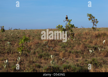 Praterie di savana. Crestato meridionale (Caracara Polyborus plancus) una sommità di una bussola. Rupununi del nord. La Guyana. Sud America. Foto Stock