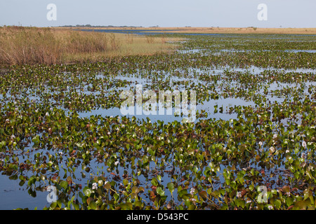 Karanambu Ranch. Laghi stagionali e paludi sulla savana Rupununi. Giacinto di acqua (Eichhornia sp. ) In primo piano. La Guyana. Sud America. Foto Stock