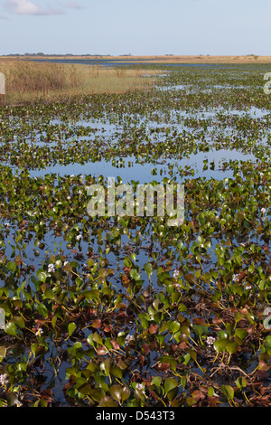 Karanambu Ranch. Laghi stagionali e paludi sulla savana Rupununi. Giacinto di acqua (Eichhornia sp. ) In primo piano. La Guyana. Sud America. Foto Stock