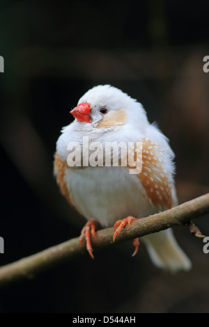Zebra Finch (Taeniopygia guttata precedentemente Poephila guttata) Foto Stock