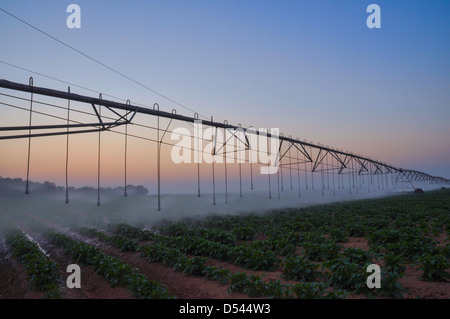 Mobile computerizzata Impianto di irrigazione a sunrise fotografato in Israele, Negev, Kibbutz Dorot Foto Stock